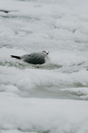 A seagull stands on icy terrain amidst snow and partially frozen water. The bird is centered in the frame, creating a striking contrast against the white winter landscapeの写真素材