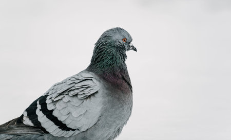 A sizy pigeon stands on a snowy surface, its feathers dusted with snowflakes. The bird is captured in profile against a pure white winter backdropの写真素材