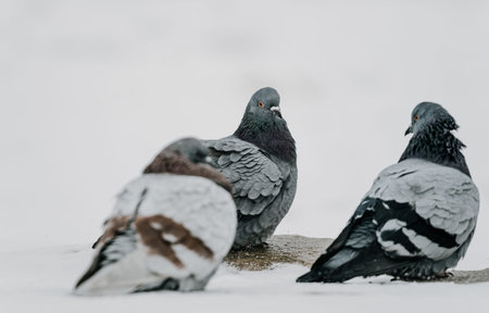 Three pigeons gathered on a snowy surface, one in sharp focus, others slightly blurred. The central pigeon faces forward, showcasing its grey plumageの写真素材