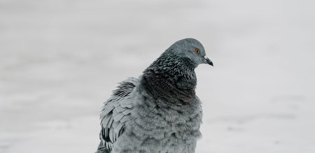 A close-up portrait of a grey pigeon standing against a snowy backdrop. Its feathers are slightly ruffled, and its orange eye stands out against the muted winter tonesの写真素材