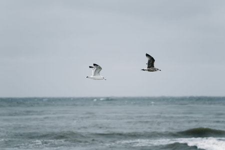 A group of seagulls soaring over a choppy sea under an overcast sky, their wings spread wide in mid-flight, creating a dynamic coastal scene.の写真素材