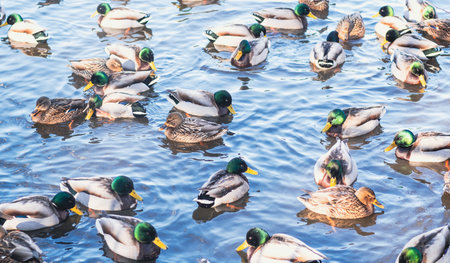 Many mallard ducks swim together in a sunny pond, showcasing a diverse group of waterfowl in their natural habitat reflecting wildlife.の写真素材