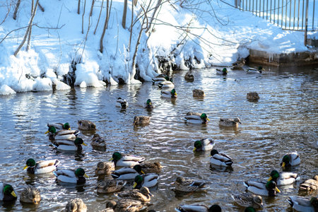 Many mallard ducks swim together in cold water during winter season. Wildlife nature scene with waterfowl. Group of wild animal in pondの写真素材
