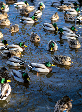 Many mallard ducks swim together in a sunny pond, showcasing a diverse group of waterfowl in their natural habitat reflecting wildlife.の写真素材
