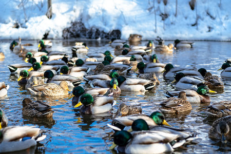 Many mallard ducks swim together in cold water during winter season. Wildlife nature scene with waterfowl. Group of wild animal in pondの写真素材