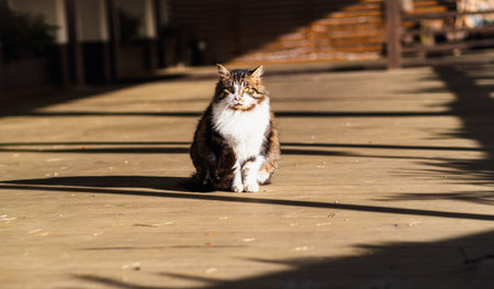 Fluffy domestic cat sitting on a wooden porch outside. Animal wildlife concept, pet care and animal loverの写真素材
