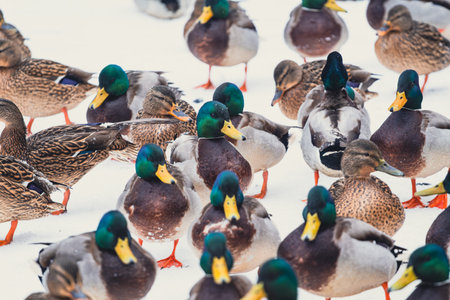 Flock of wild mallards standing on snow. Winter wildlife for nature calendar, birdwatching, and duck habitat conservationの写真素材