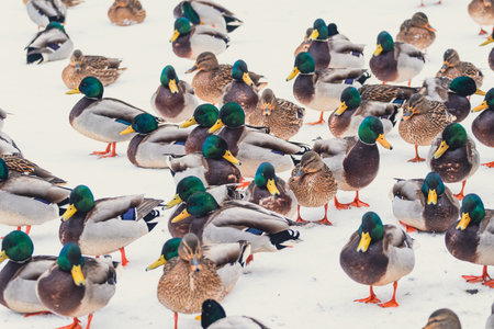 Flock of wild mallards standing on snow. Winter wildlife for nature calendar, birdwatching, and duck habitat conservationの写真素材