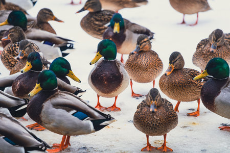 Flock of wild mallards standing on snow. Winter wildlife for nature calendar, birdwatching, and duck habitat conservationの写真素材