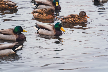 Group of mallard ducks swimming calmly in dark water. Wildlife bird scene for nature and animal concept. Outdoor habitat settingの写真素材