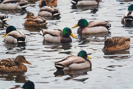 Group of mallard ducks swimming calmly in dark water. Wildlife bird scene for nature and animal concept. Outdoor habitat settingの写真素材