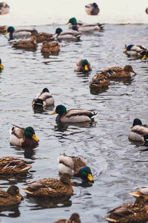 Many ducks swimming in cold water by a snow-covered shore, showcasing wildlife in winter natureの写真素材