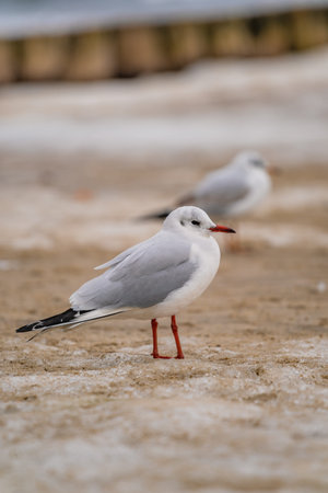 Two seagulls standing on sandy ground with traces of snow and ice.