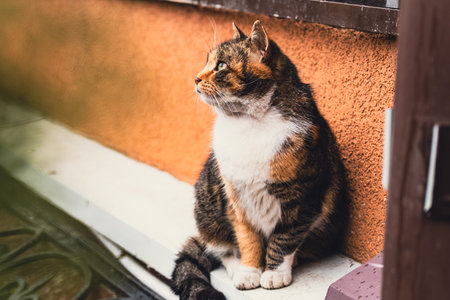 Calico cat sitting on a ledge looking out. Street animal, pet, and domestic cat conceptの写真素材