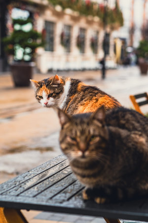 Two stray cats sitting on a wet outdoor table after rain, city street background. Animal welfare and...