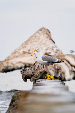 Seagulls on a Weather-Beaten Structure as Waves Crash.