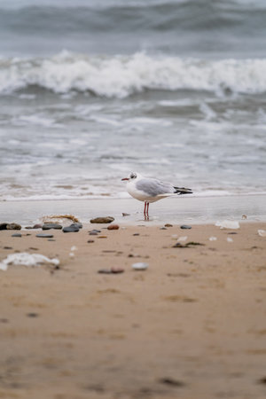 Seagull stands on wet beach sand near ocean waves. Bird next to the sea, wildlife at the coast background.の写真素材