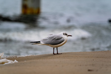 Seagull stands on wet beach sand near ocean waves. Bird next to the sea, wildlife at the coast...