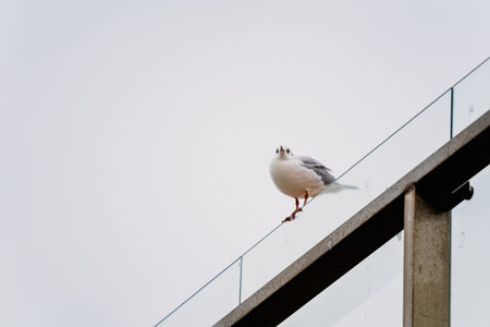 White bird perched on a glass barrier outdoors. Urban wildlife and nature concept. Natural animal...