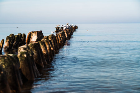 Seagulls resting on old wooden breakwater in calm sea. Flock of birds perched on ocean groyne. Peaceful marine landscape with coastal defense structureの写真素材