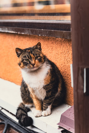 Calico cat sitting on a windowsill outdoors. Domestic animal resting near a building wall. Portrait of a cute pet looking at the camera. City life and animal care concept for pet magazineの写真素材