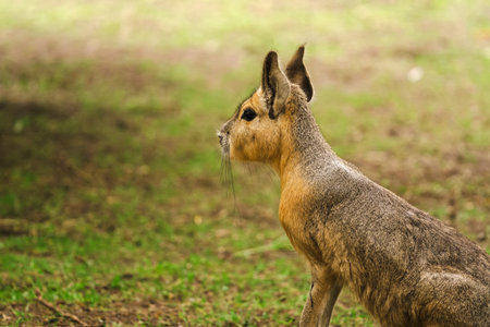Patagonian mara sitting on the ground in a grassy field. Wild rodent native to Argentina is observed in its natural environment. Biodiversity, zoology and wildlife documentary concept.