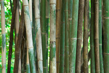 Background bambooの写真素材