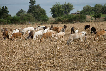 ox, cow herd in a harvested step rice field の写真素材