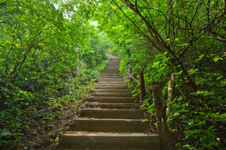 Stairway in the jungleの写真素材