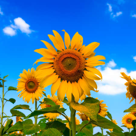 Sunflower field.の写真素材