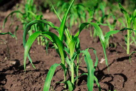 Small corn treeの写真素材