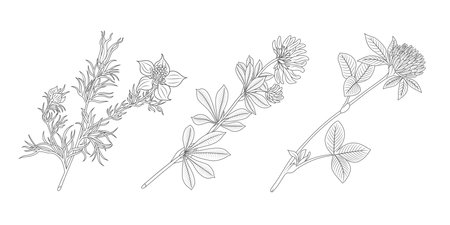 Floral branches. Clover and nigella. Hand drawn wedding herb, plant for invitation save the date card design. Botanical trendy greenery vector illustration.のイラスト素材