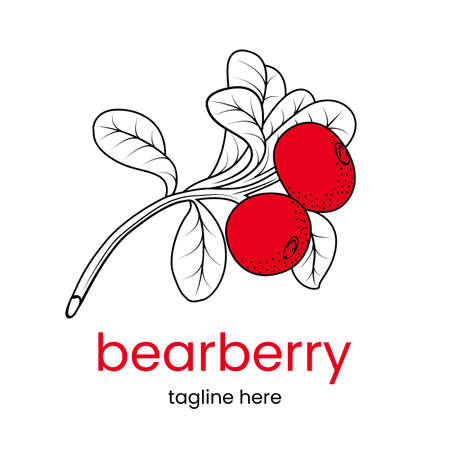 Bearberry   template. Hand drawn bearberry branch. Stock vector emblem.のイラスト素材