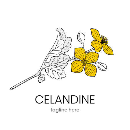Celandine  template. Hand drawn flower. Stock vector emblem.のイラスト素材