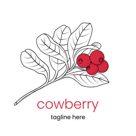 Cowberry   template. Hand drawn cowberry branch. Stock vector emblem.のイラスト素材
