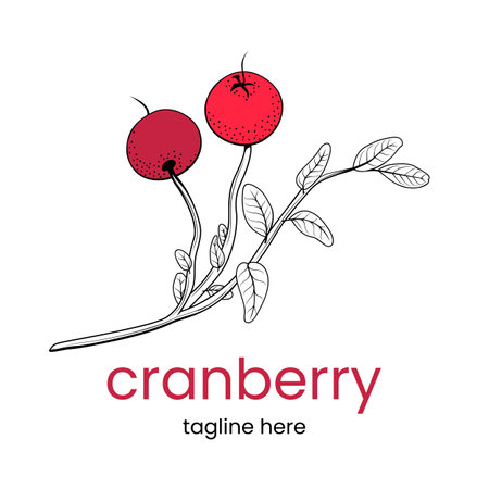 Cranberry  template. Hand drawn Cranberry branch. Stock vector emblem.のイラスト素材