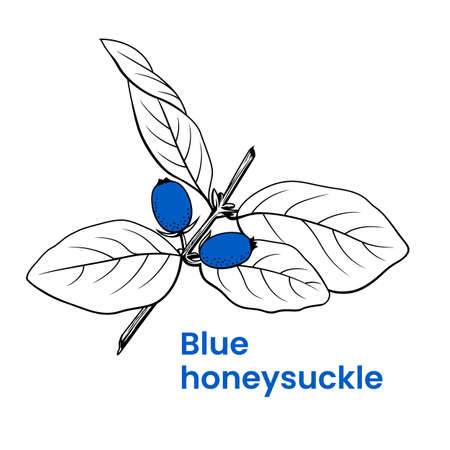 Blue honeysuckle icon template. Hand drawn honeysuckle branch. Stock vector emblem.のイラスト素材