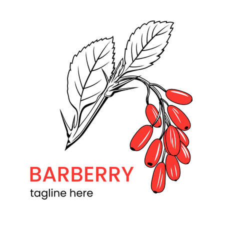 Barberry icon template. Hand drawn barberry branch. Stock vector emblem.のイラスト素材