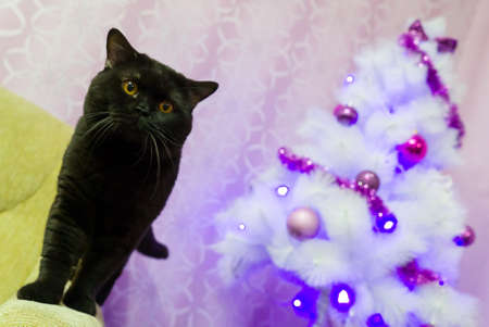 Portrait of black British cat near a white Christmas tree in the studioの写真素材