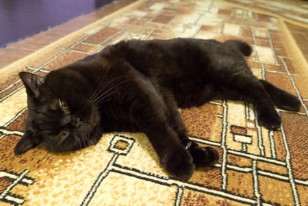 Pretty black British cat sleeps on floorの写真素材