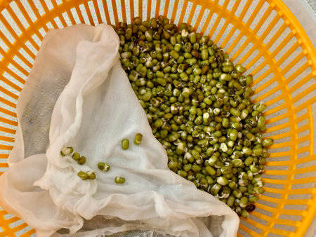 Micro greens. Sprouted mung beans, green mung beans in a plastic yellow bowl on the table. Healthy food for microgreens and vegans.の写真素材