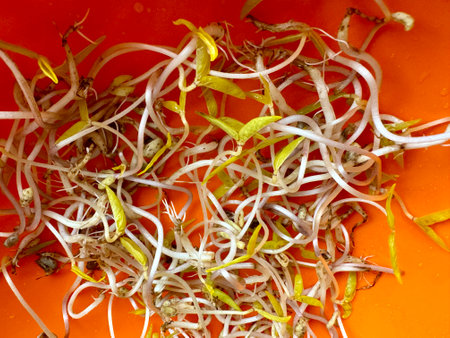 Micro greens. Sprouted mung beans, green mung beans in a plastic yellow bowl on the table. Healthy food for microgreens and vegans.の写真素材