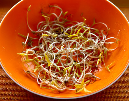 Micro greens. Sprouted mung beans, green mung beans in a plastic yellow bowl on the table. Healthy food for microgreens and vegans.の写真素材