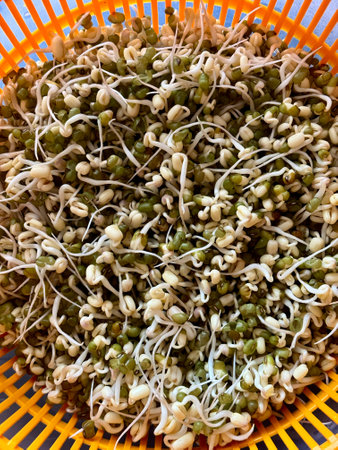 Micro village. Sprouted mung beans, green mung beans in plastic dishes on the table. Healthy food for microgreens and vegans.の写真素材