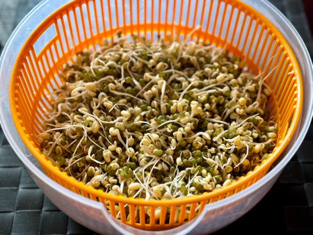Micro village. Sprouted mung beans, green mung beans in plastic dishes on the table. Healthy food for microgreens and vegans.の写真素材