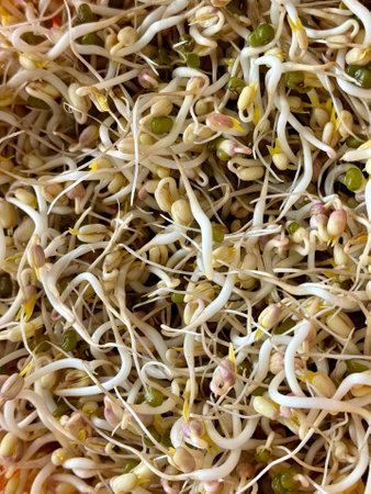 Mound of sprouted mung beans with small roots for eating an orange bowl. Concept of diet, vegetarianism, vegan, healthy products and proper nutrition.の写真素材