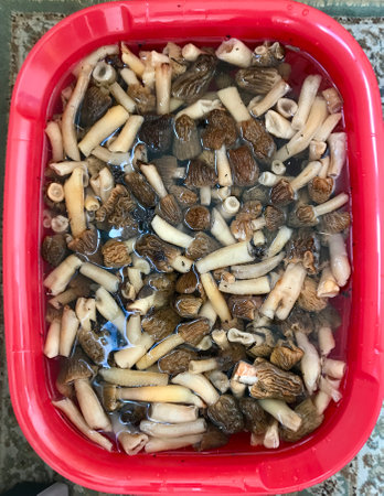 There are a lot of morels in a plastic red container after picking mushrooms in the forest. They are...