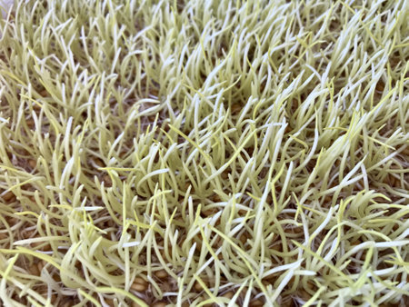 Close-up of cultivation of wheat microgreens in plastic containers. Young mature seedlings of culture. For cultivation of microgreens are created special lighting at home farmの写真素材