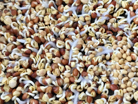 Microgreens of sprouted mustard. The raw vegan diet. Soaking and sprouting whole grains. The beginning of germination, the third day. Close-upの写真素材