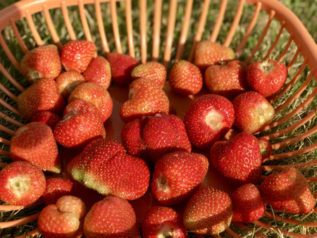 An orange basket with bright red strawberries is in the farmers garden. Close-upの写真素材